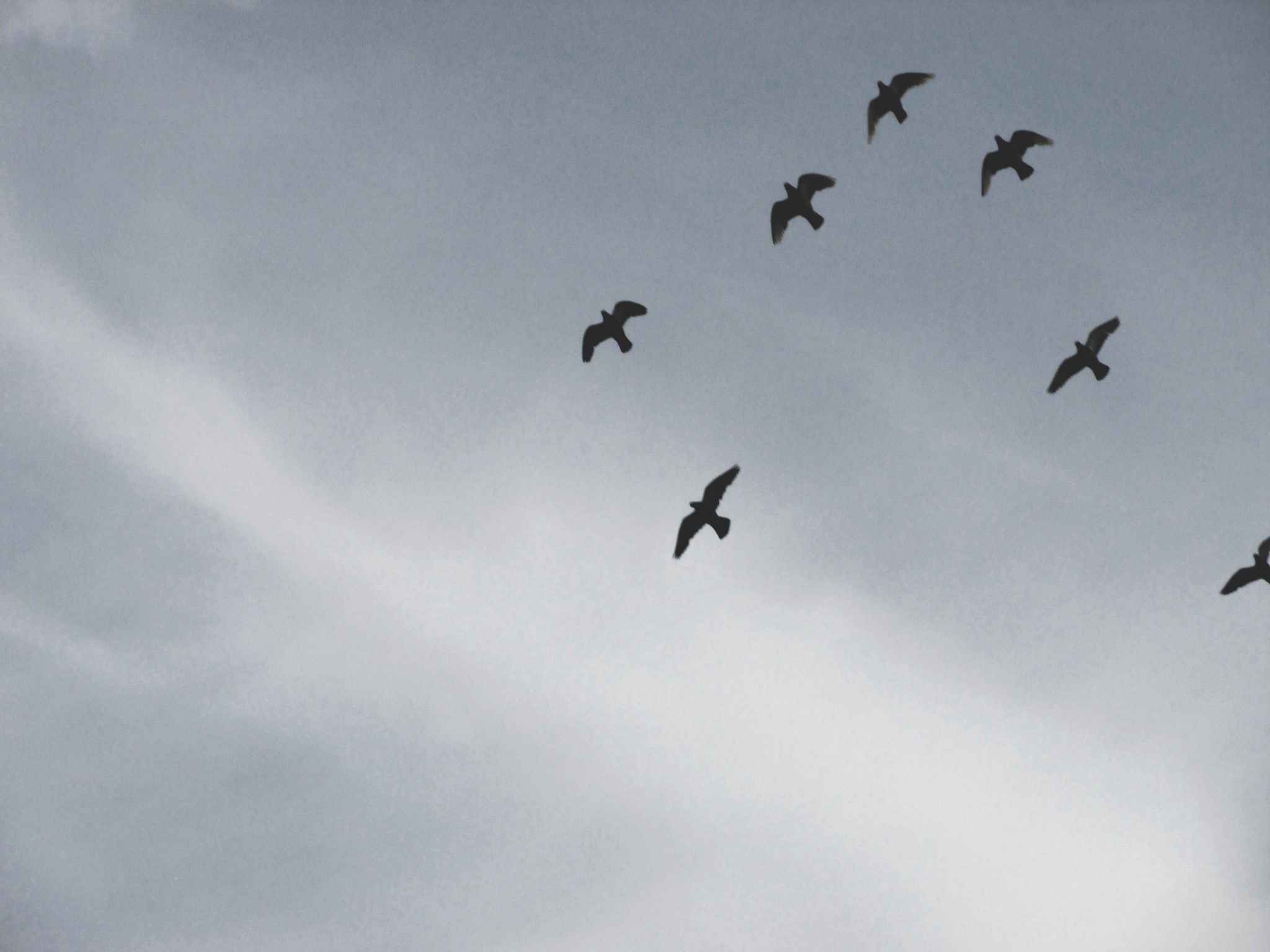 Bird Sky Ciel Blue Oiseau Drama Canon Photography