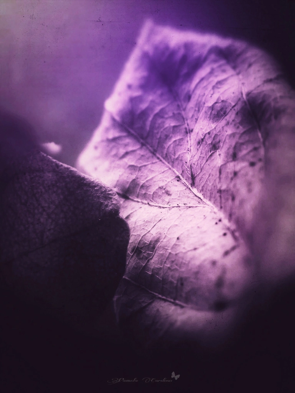 #violet #photography #nature #leafs